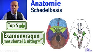 Schedelbasis AnatomieSchedel Uitleg Top 5 examen vragen [upl. by Chancelor]