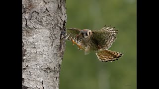 American Kestrel Natural Cavity Nest Box Photography 2 [upl. by Arved227]