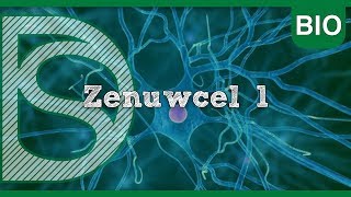 Examen biologie  Zenuwcel deel 1 Zenuwstelsel en spieren [upl. by Naillimxam]