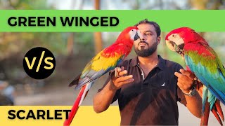 Scarlet VS Green Wing Macaw  Choose BEST bird for you  Shaikhtanveer [upl. by Hesky]