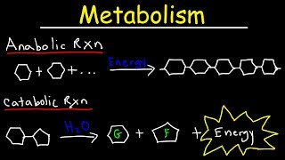 Metabolism Anabolism amp Catabolism  Anabolic vs Catabolic Reactions [upl. by Gib]