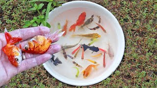 Unbelievable Catching Glofish Goldfish Tiger Barb Fish Guppy Fish Koi Fish by Hand [upl. by Bald]