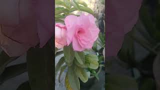 Adenium plant like subscribe trending explore [upl. by Attelrak]