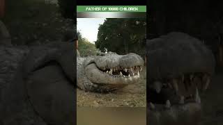 Father of 10000 children shorts crocodile animals [upl. by Reteip528]