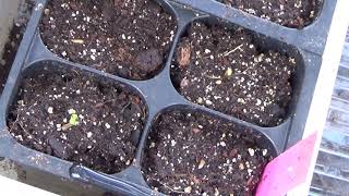 How To Start Gazania Flowers From Seed Seedlings Update [upl. by Ambrose]