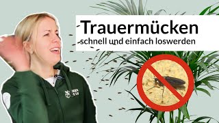 Trauermücken schnell und einfach bekämpfen  Expertentipps mit Lisa [upl. by Acinej]