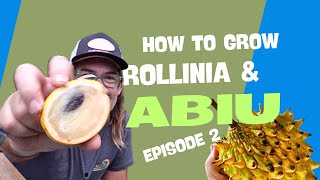 How to grow Rollinia Deliciosa and Abiu from seed  Ep 2 [upl. by Francesco416]