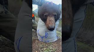 MY BEAR DOESN’T FIT IN MY GAME BAG 🤯 🐻 hunting [upl. by Rosemare]