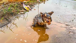 Rescue an abandoned kitten in the rain that no one cared about but I adopted it [upl. by Jenette]