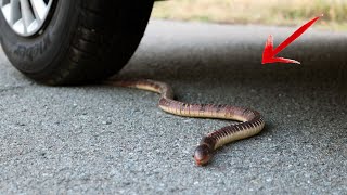 Crushing Crunchy amp Soft Things by Car  Satisfying videos [upl. by Otrepur]