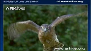 ARKive Accipiter nisus hunting video [upl. by Lleumas]