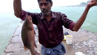 Time to Mangrove Jack amp Grouper Fishing in Beautiful Rainy Day [upl. by Joyann]