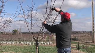 Poda de formación en plantaciones de almendro de regadío Año 1 [upl. by Siesser]