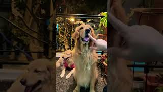 FCGoldens  Rottweiler vs Golden Retriever Mlem Check Reaction shorts dog challenge [upl. by Snow]