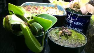 Nepenthes truncata and Cephalotus Follicularis 5 month time lapse [upl. by Nnylrefinnej]