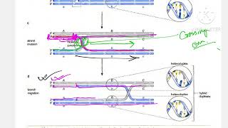 Hollidaymodel of meiotic recombination crossingover হলিডে মডেল ক্রসিং ওভার [upl. by Sivram]