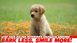 Stop Your Golden Retrievers Excessive Barking [upl. by Connelly]