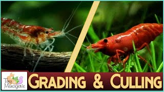 Grading and Culling Cherry Shrimp Improving Your Colony [upl. by Atiuqam]