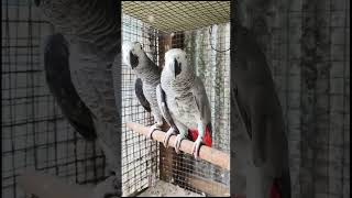 My new African Grey Parrot birds music parrot shorts youtubeshorts viralshorts birdslover [upl. by Ardnad]