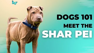 Shar Pei  Description Temperament amp Facts [upl. by Lucho851]