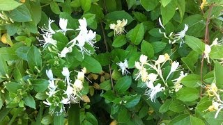 Lonicera japonica Halliana Halls Japanese Honeysuckle [upl. by Eide]