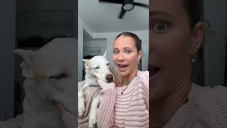 How my dog makes  🤩💸 dogshorts pets dog grwm makeup doglover howtomakemoneyonline [upl. by Corly]