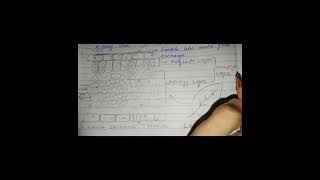 gaseous exchange in plants overview [upl. by Yspyg]