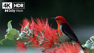 4K NATURES VIDEO  HDR 60FPS DOLBY VISION [upl. by Maura]