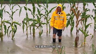 连续几天的大雨，水位漫上了堤坝！赶快放点水，给鱼塘减轻压力！ [upl. by Gwyn]