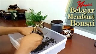 Repotting Bonsai Seribu Bintang Serissa Foetida [upl. by Linus]