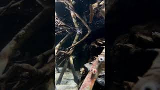 Birch Aquarium Mangrove Moment [upl. by Fennelly827]