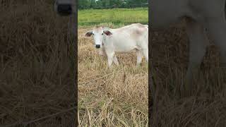 OMG 😱Cow animals life animals aiart ai foryou youtubeshorts [upl. by Montagu740]