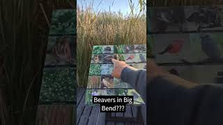 Beaver in Big Bend National Park [upl. by Oicnedif418]