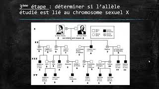 Exploiter un arbre généalogique en génétique [upl. by Aneeles]