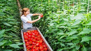 Awesome Greenhouse Bell Pepper Farming  Modern Greenhouse Agriculture Technology [upl. by Neeron]