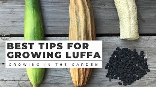 HOW to PLANT and GROW LUFFA LOOFAH plus WHEN to HARVEST and HOW to PEEL [upl. by Anayek]