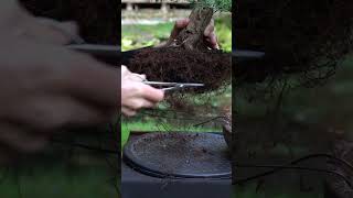 A three year progression  Juniper Bonsai tree art bonsai [upl. by Ycnaf]