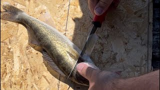 Eagle Lake Ontario Canada walleye fillet boneless easy method [upl. by Itaws]