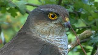 Sparrowhawks Part 1 [upl. by Legra]