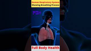 Human Respiratory System Showing Breathing Process  shorts [upl. by Cl115]