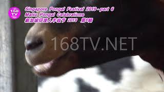 Singapore Pongal Festival 2019 Mattu Pongal Celebrations part 6新加坡印度人丰收节 2019 第6辑 [upl. by Ainirtak]