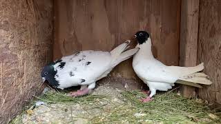 Свадьба Черноголовых  blackheaded pigeons wedding [upl. by Belden]