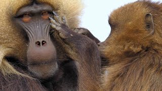 Gelada Baboon Reacts to Being Cheated on With Fury [upl. by Atsira]