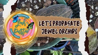 How to Propagate Jewel Orchids [upl. by Enoob]