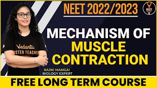 Mechanism of Muscle Contraction  Locomotion and Movement Class 11  NEET 202223  NEET Biology [upl. by Tnilk]