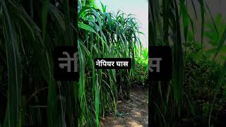 Nepiyar gass punjabi punjabisong song shorts farming [upl. by Suzzy]