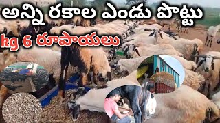 dry fodder grass for goat amp sheep farm అన్ని రకాల ఎండు పొట్టుకేజీ 6₹ [upl. by Relyk]