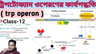 trp operon in Bengali  ট্রিপটোফ্যান ওপেরণ  regulation of tryptophan operon  clasd12 [upl. by Dimitry566]