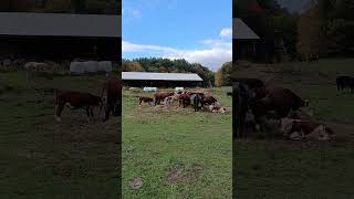 Cows Cows and more Cows Moo Lol farmlife cowvideos familyfarm [upl. by Grayson]