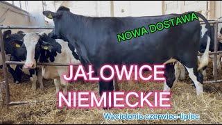 Nowa Dostawa Jałowice z Niemiec wycielenia czerwiec  lipiec Konrad Łomża tel 662244519 [upl. by Anera390]